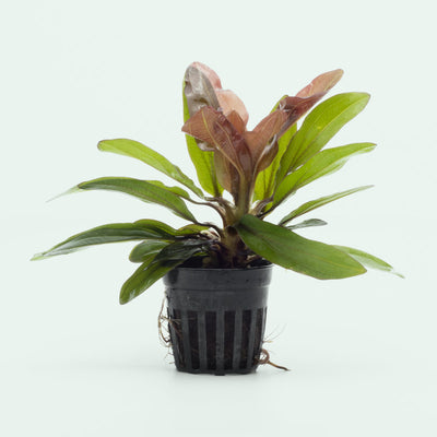 Shop Echinodorus Red Rubin Aquatic Plants - Glass Aqua