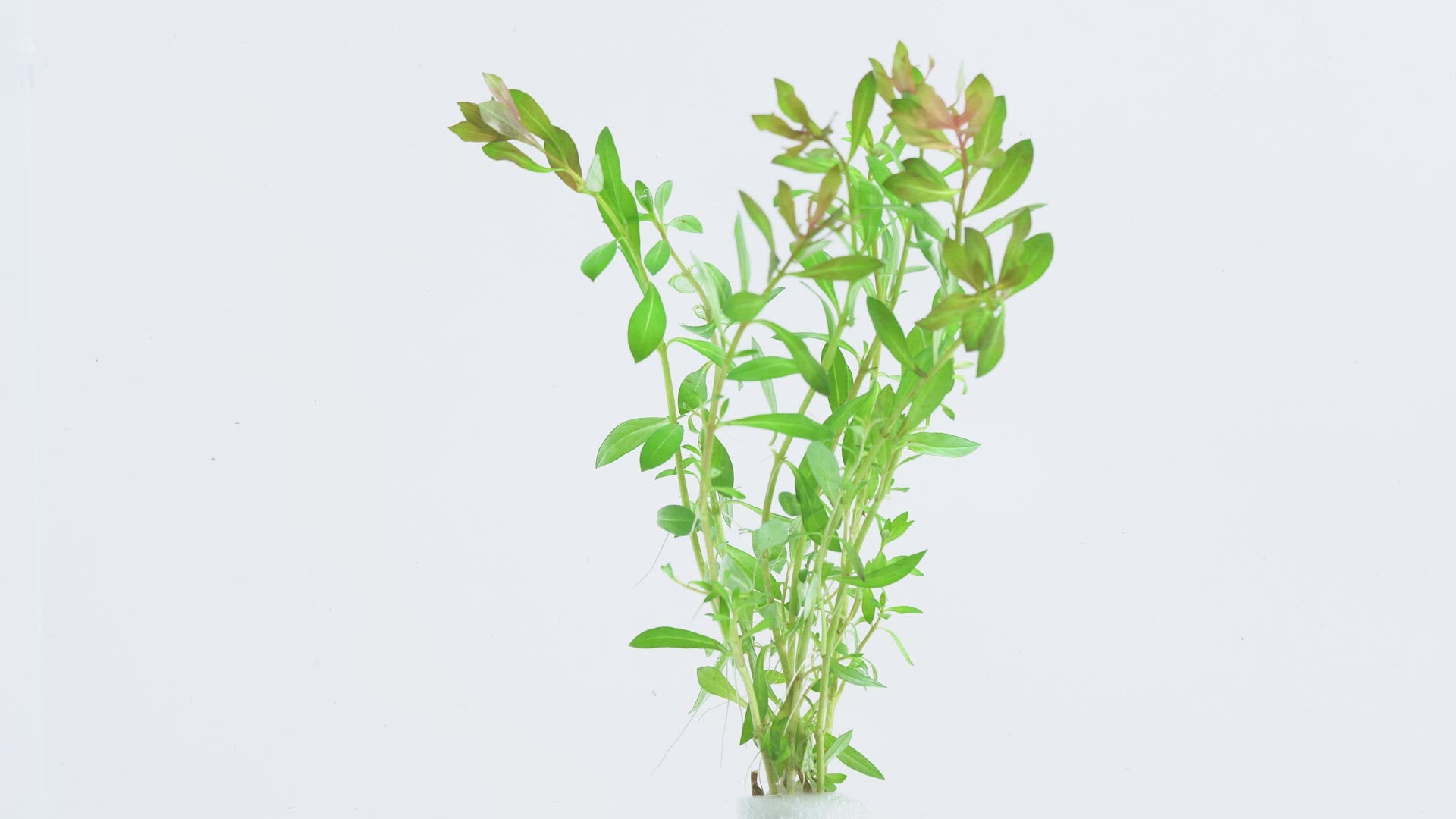 Ludwigia Crystal Aquarium Aquatic Stem Plant - Glass Aqua