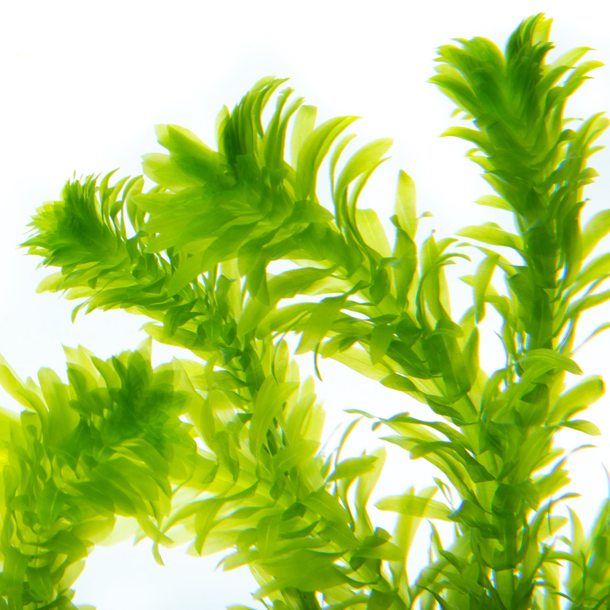 Egeria Densa Easy Aquarium Plant for Freshwater Tank | Glass Aqua