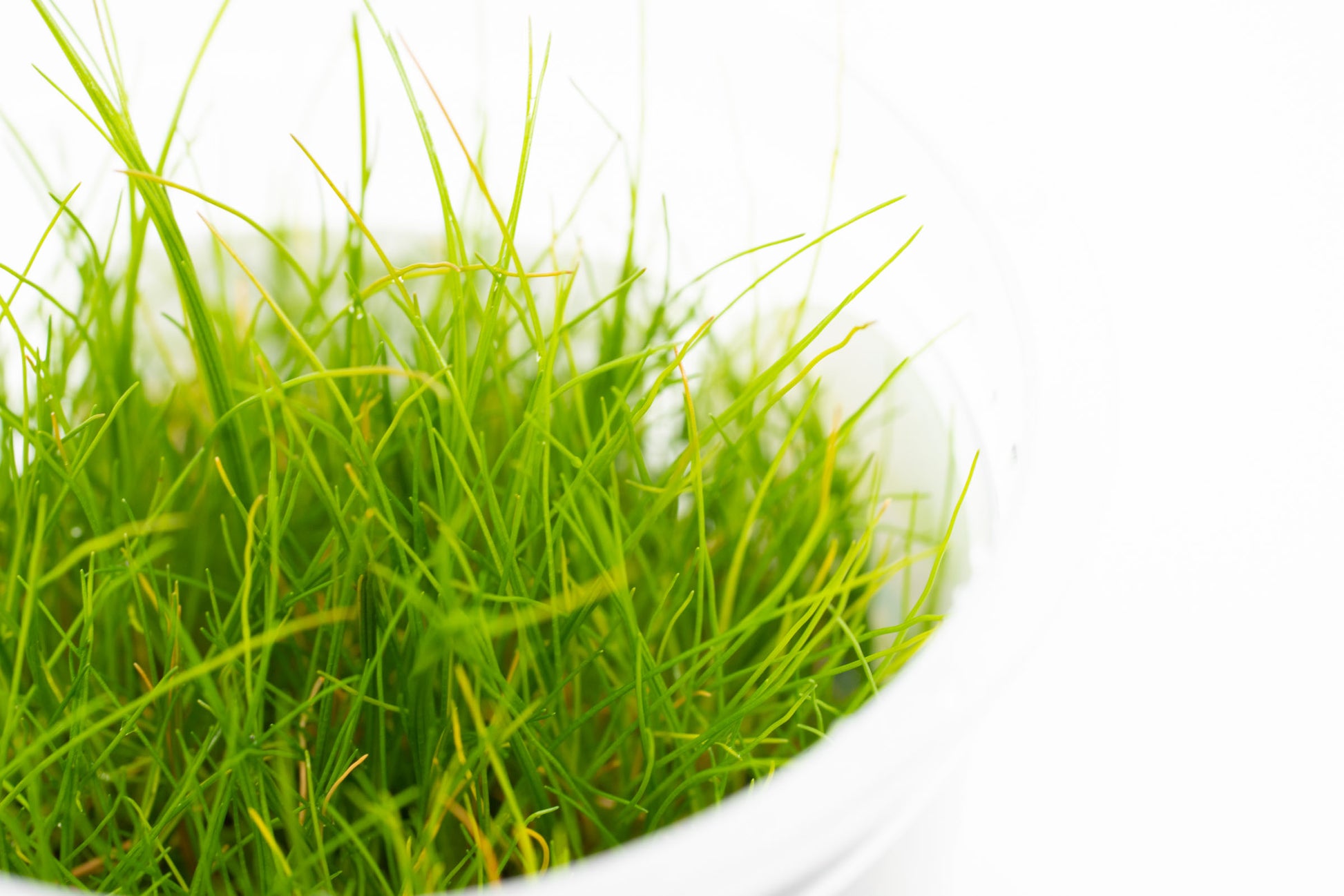 Shop Eleocharis Pusilla Aquatic Plants - Glass Aqua