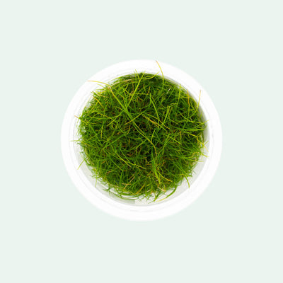 Shop Eleocharis Pusilla Aquatic Plants - Glass Aqua