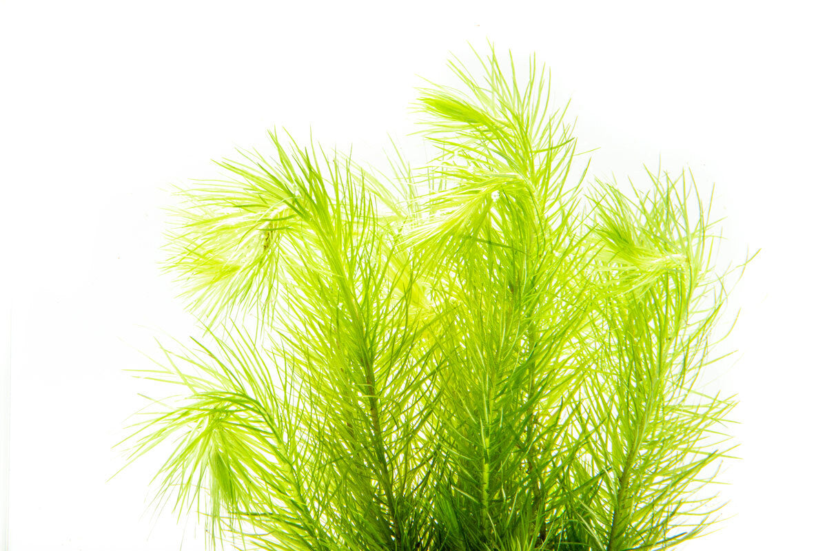 Shop Eriocaulon Setaceum Aquatic Plants - Glass Aqua
