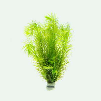 Shop Eriocaulon Setaceum Aquatic Plants - Glass Aqua