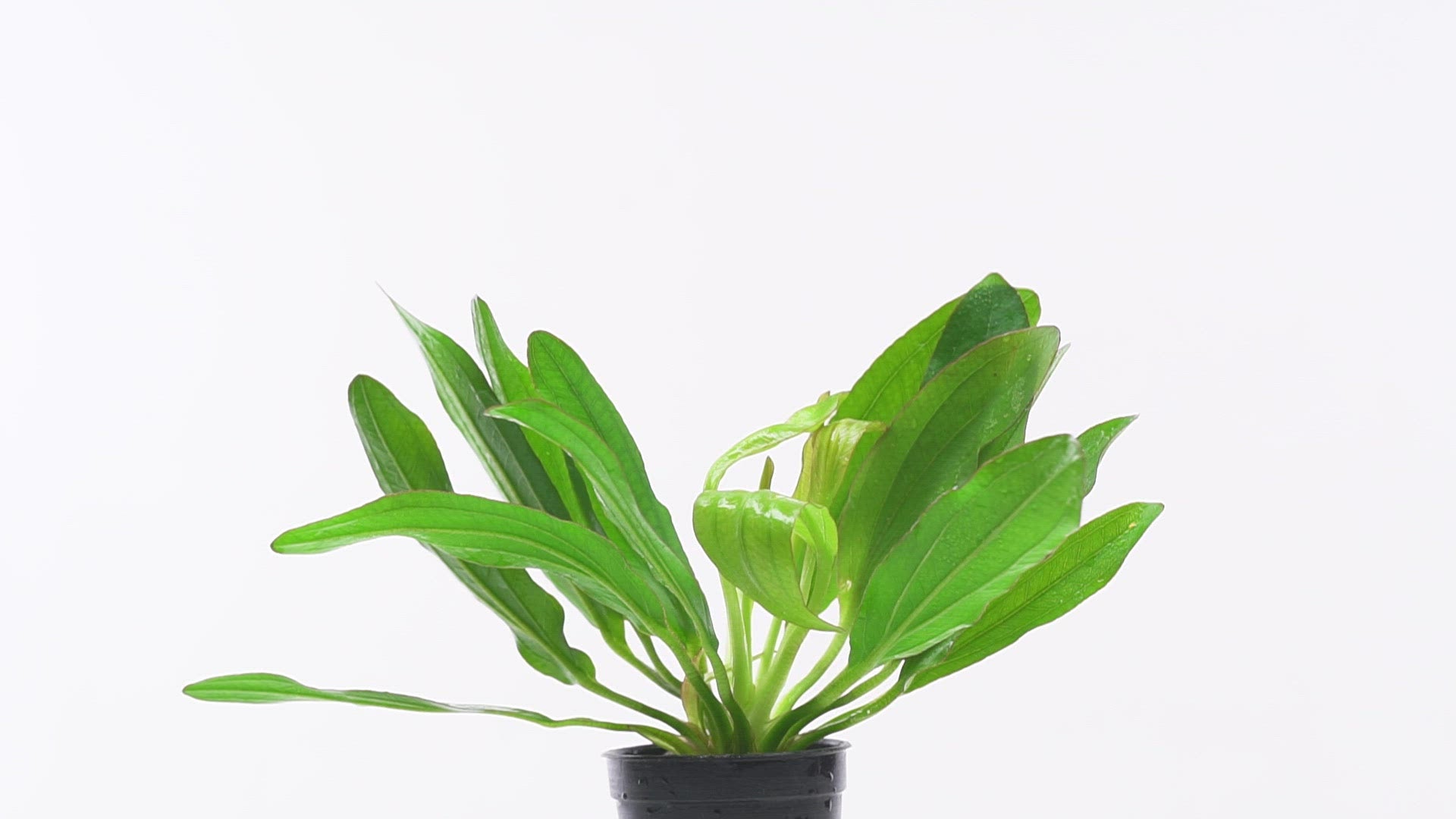 Echinodorus Red Devil Amazon Sword Live Aquatic Plant for Planted Tank