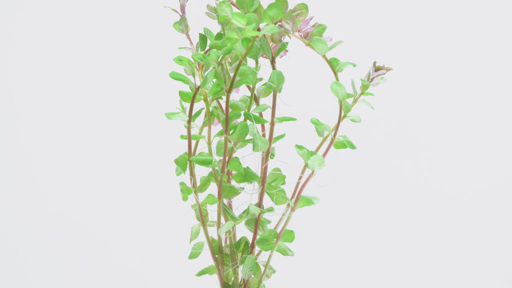 Rotala Indica - Glass Aqua