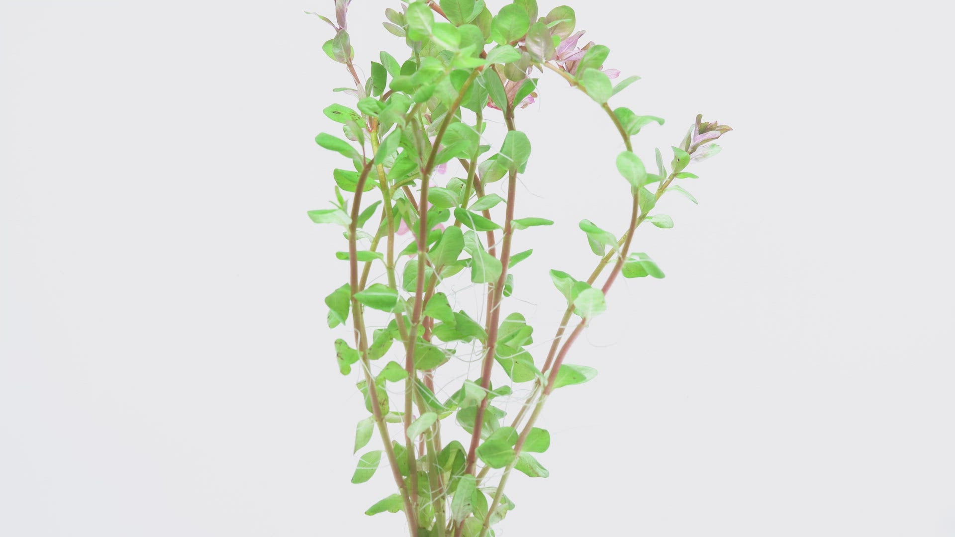 Rotala Indica - Glass Aqua