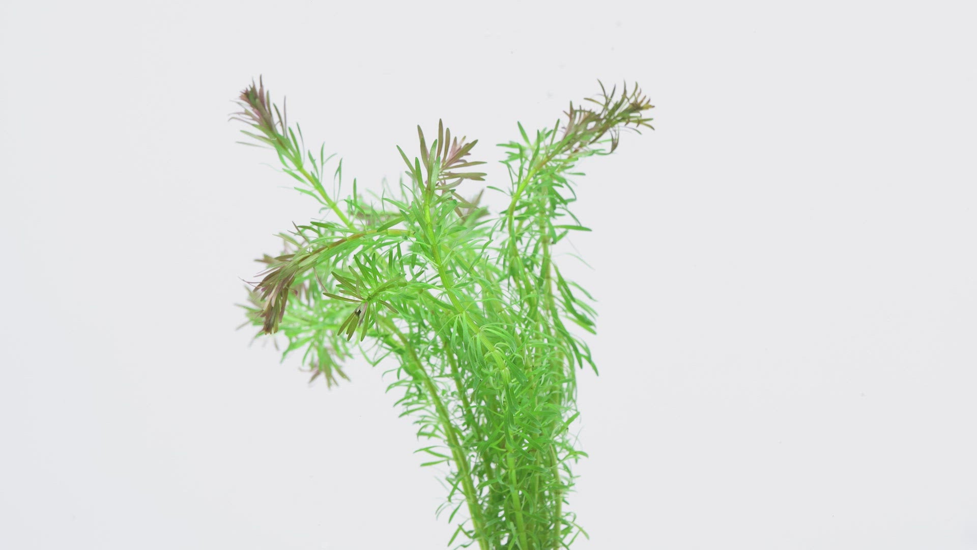Shop Rotala Bossii Aquatic Plants - Glass Aqua
