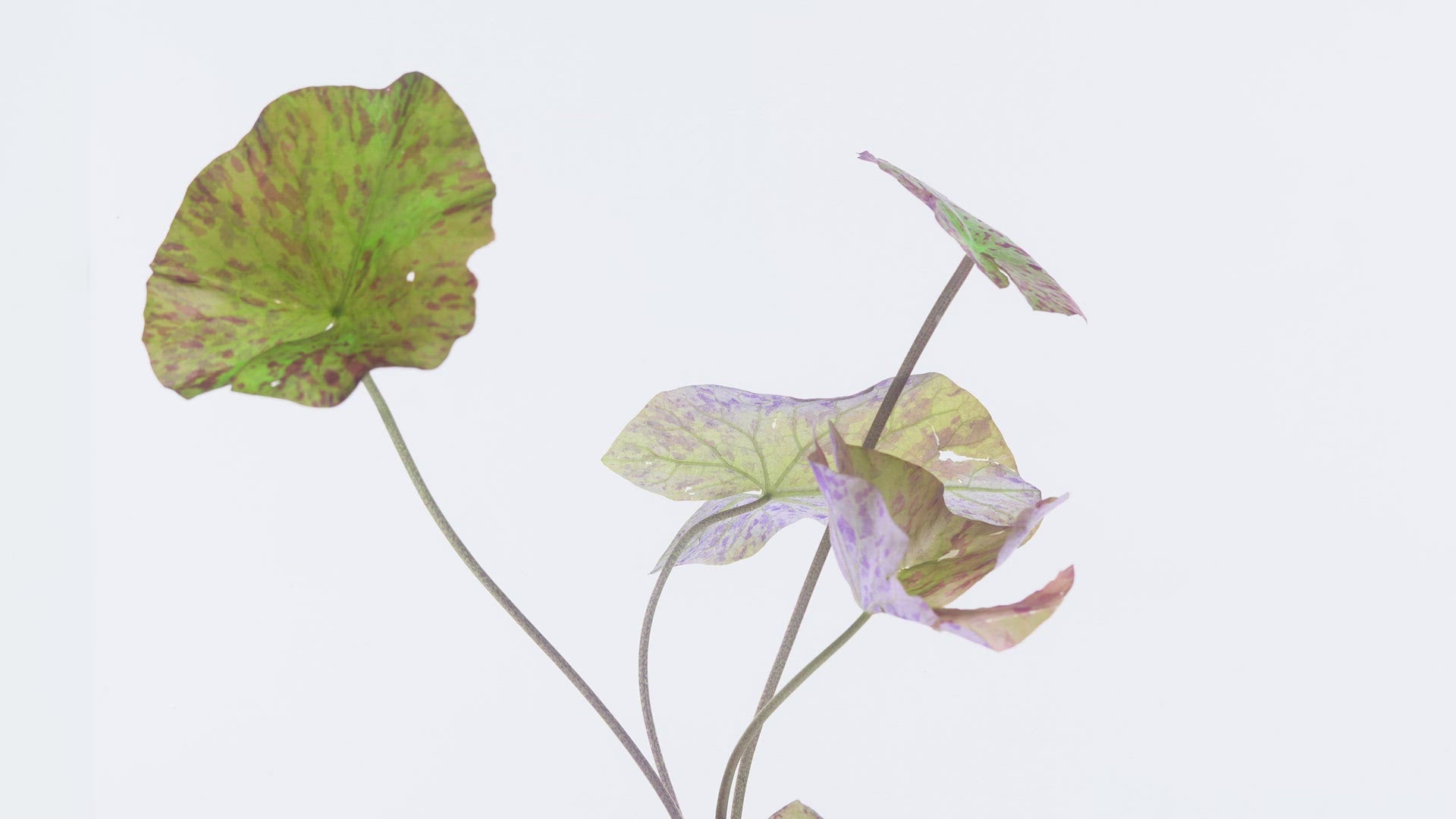 Shop Tiger Lotus Aquatic Plants - Glass Aqua