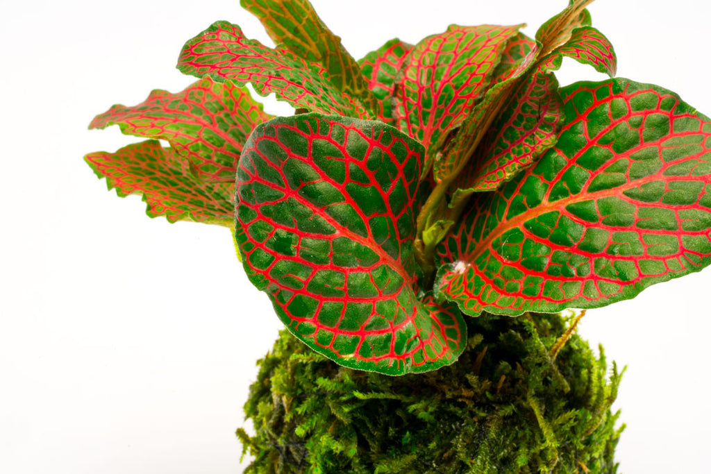 Shop Fittonia Albivenis Red on Christmas Moss Clay Ball Terrarium Plant - Glass Aqua
