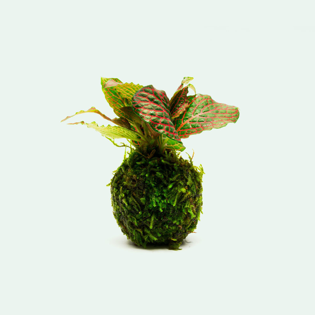 Shop Fittonia Albivenis Red on Christmas Moss Clay Ball Terrarium Plant - Glass Aqua