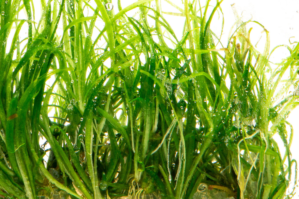 Echinodorus Tenellus - Glass Aqua