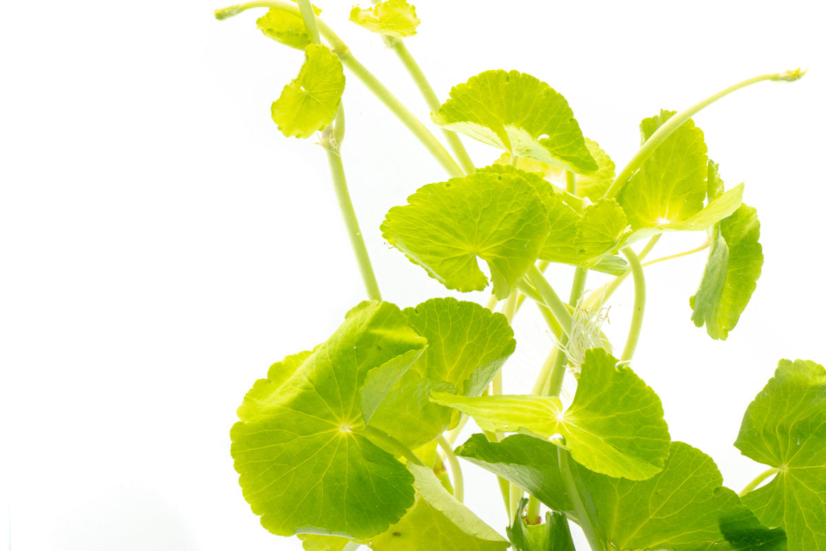 Shop Hydrocotyle Leucocephala Aquatic Plants - Glass Aqua