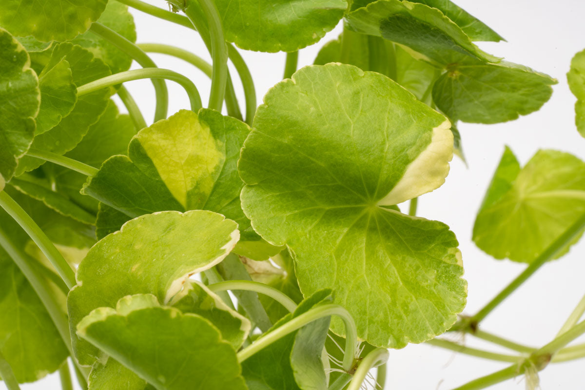 Shop Variegated Hydrocotyle Leucocephala Aquatic Plants - Glass Aqua