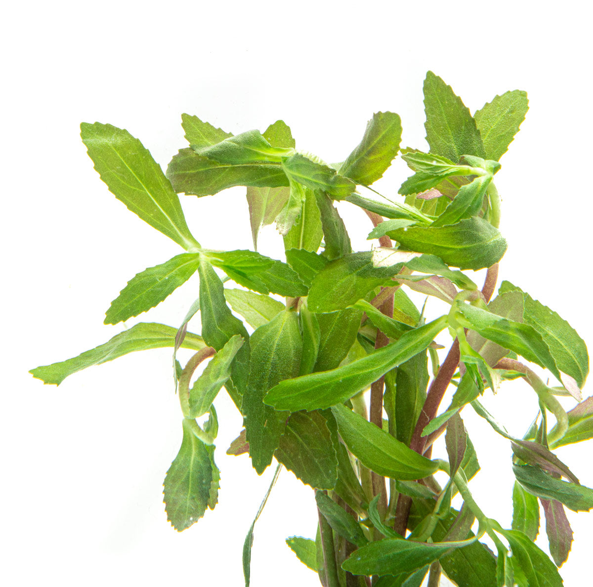 Limnophila Belem Aquatic Aquarium Plant for Planted Aquarium Tanks