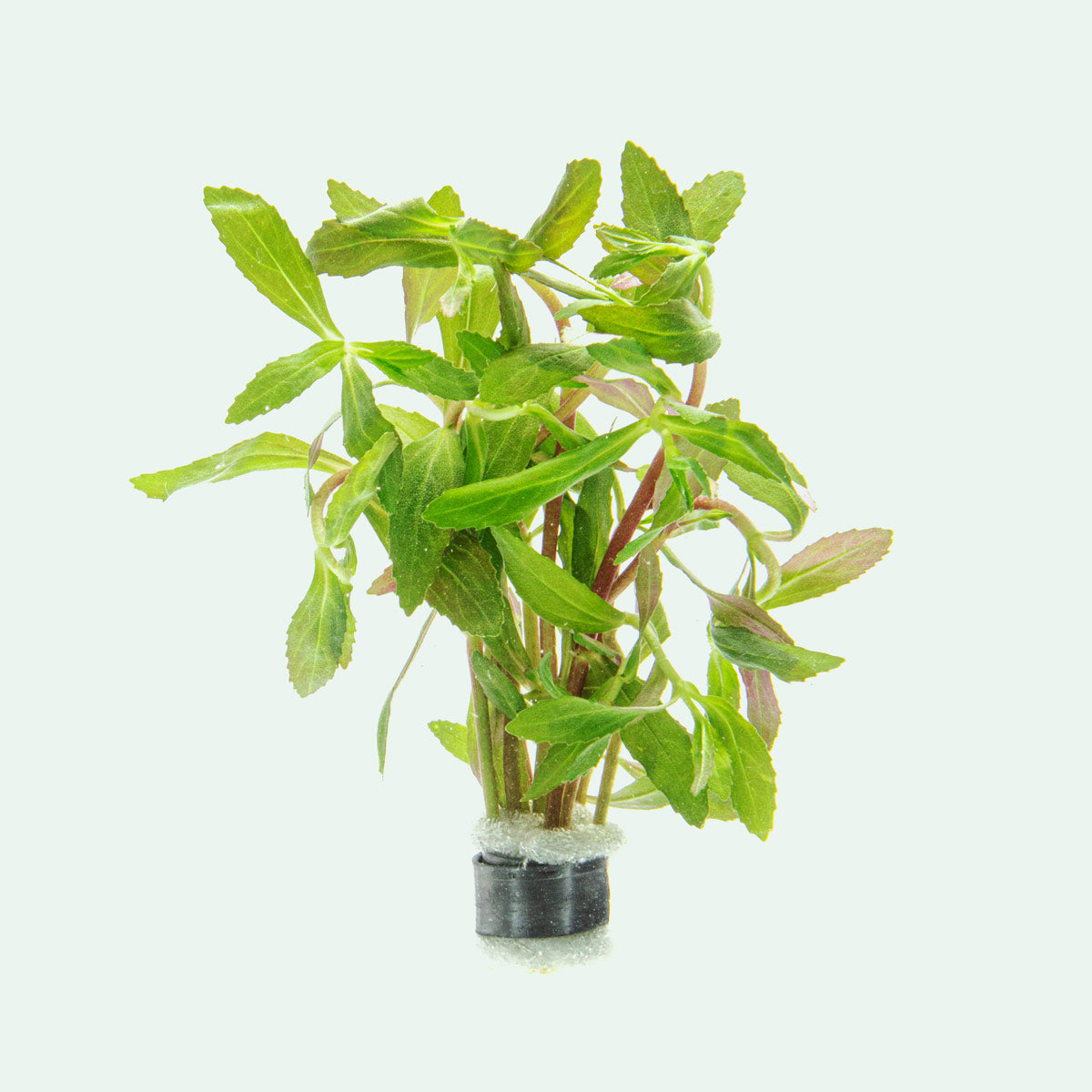 Limnophila Belem Aquatic Aquarium Plant for Planted Aquarium Tanks