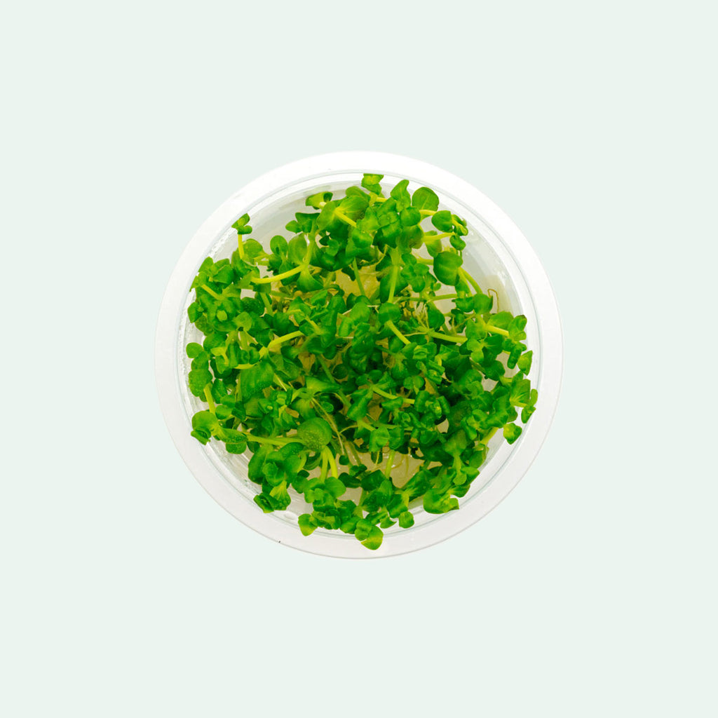 Shop Lindernia Rotundifolia Aquatic Plants - Glass Aqua