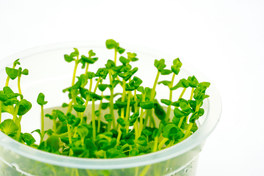 Shop Lindernia Rotundifolia Aquatic Plants - Glass Aqua