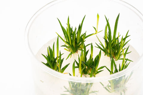 Shop Littorella Uniflora Tissue Culture Aquatic Plants - Glass Aqua
