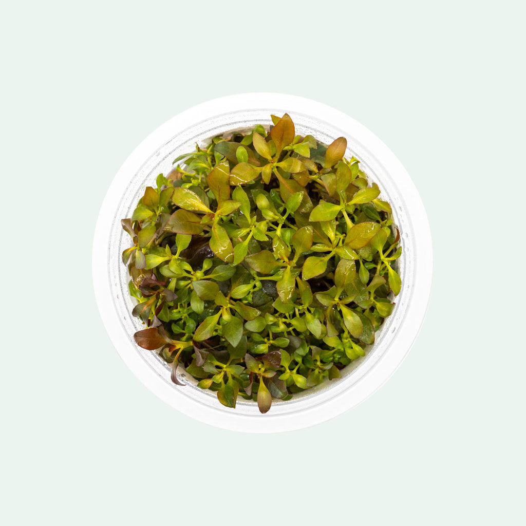 Shop Ludwigia Glandulosa Aquatic Plants - Glass Aqua