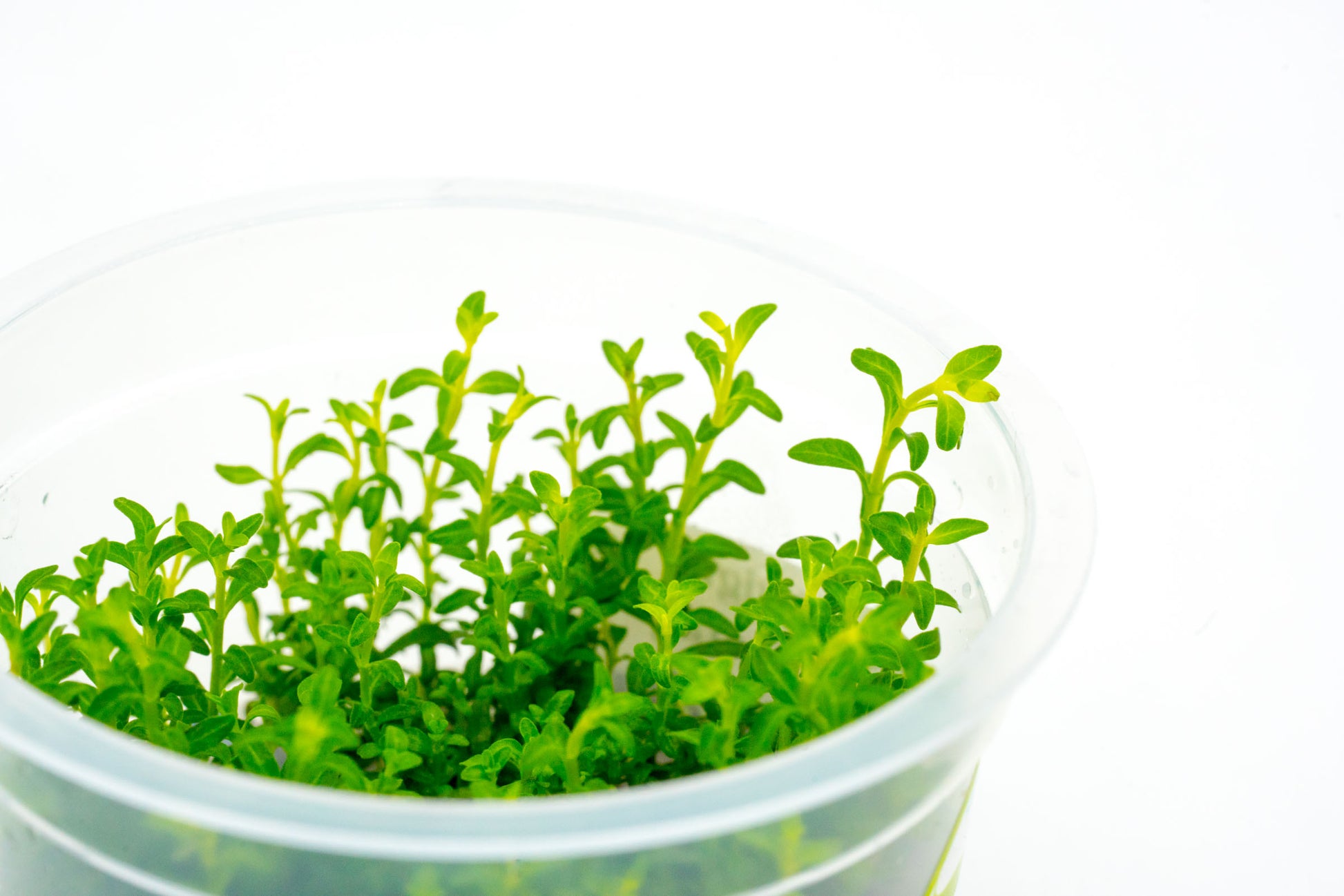 Shop Ludwigia Inclinata Cuba Aquatic Plants - Glass Aqua