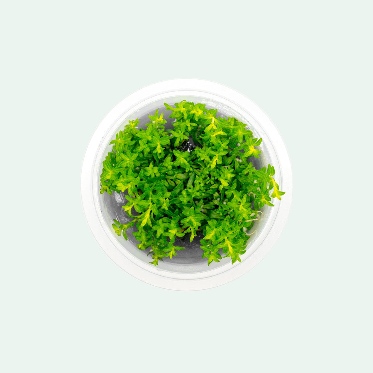 Shop Ludwigia Inclinata Cuba Aquatic Plants - Glass Aqua