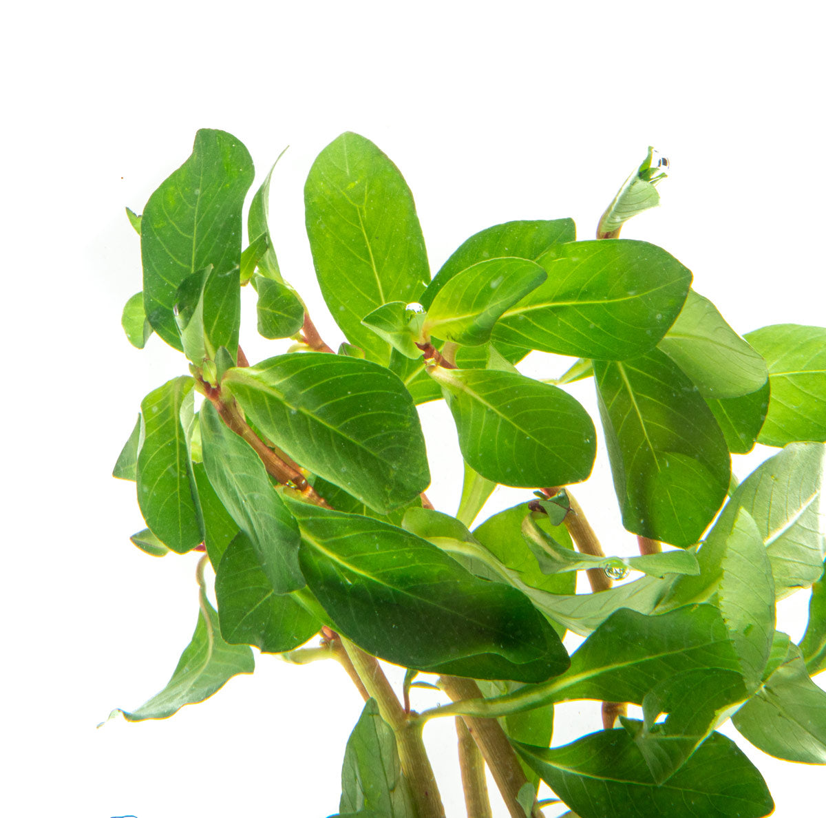 Ludwigia Marilia Rare Aquarium Stem Plant for Planted Aquarium Tanks