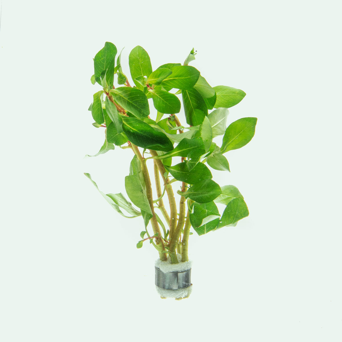 Ludwigia Marilia Rare Aquarium Stem Plant for Planted Aquarium Tanks