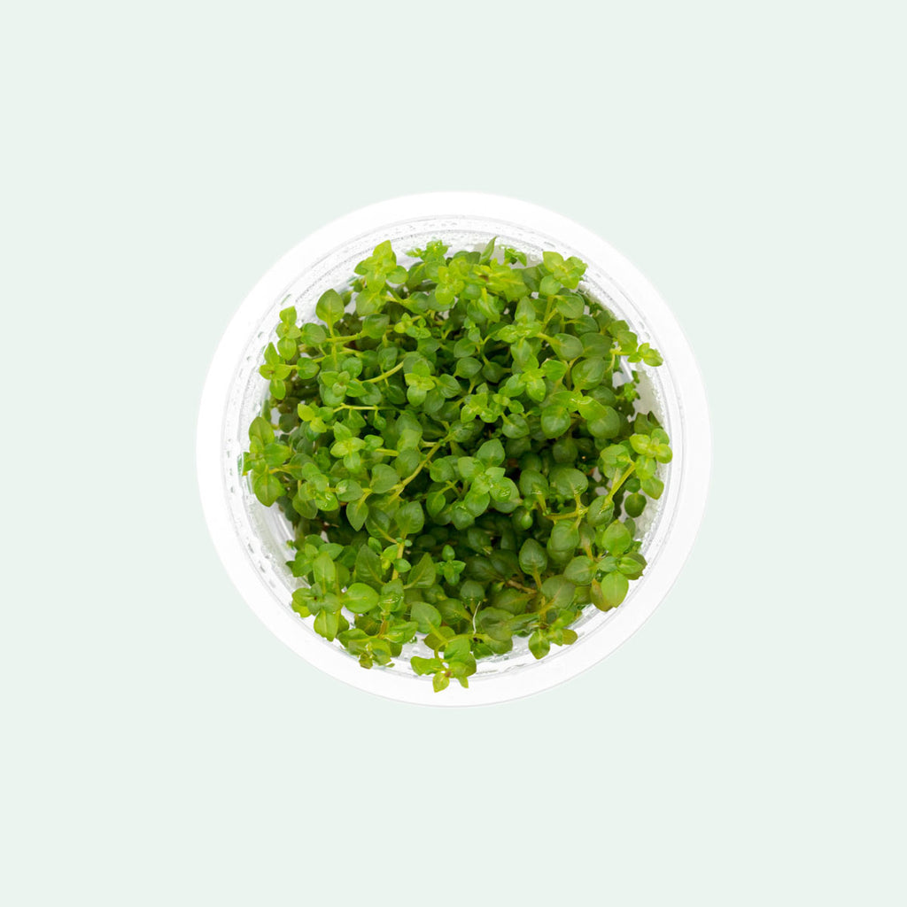 Shop Ludwigia Palustris Super Red Aquatic Plants - Glass Aqua
