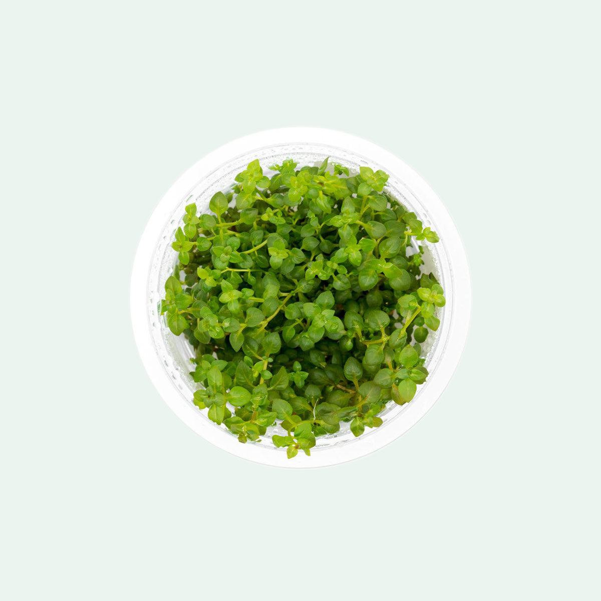 Shop Ludwigia Palustris Super Red Aquatic Plants - Glass Aqua