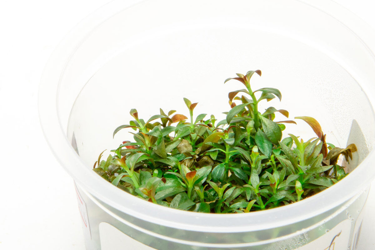Ludwigia Repens - Glass Aqua