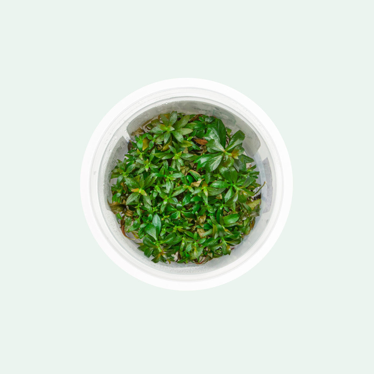Ludwigia Repens - Glass Aqua