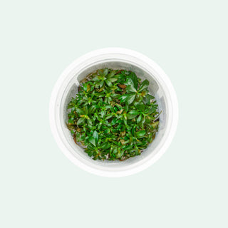 Ludwigia Repens - Glass Aqua