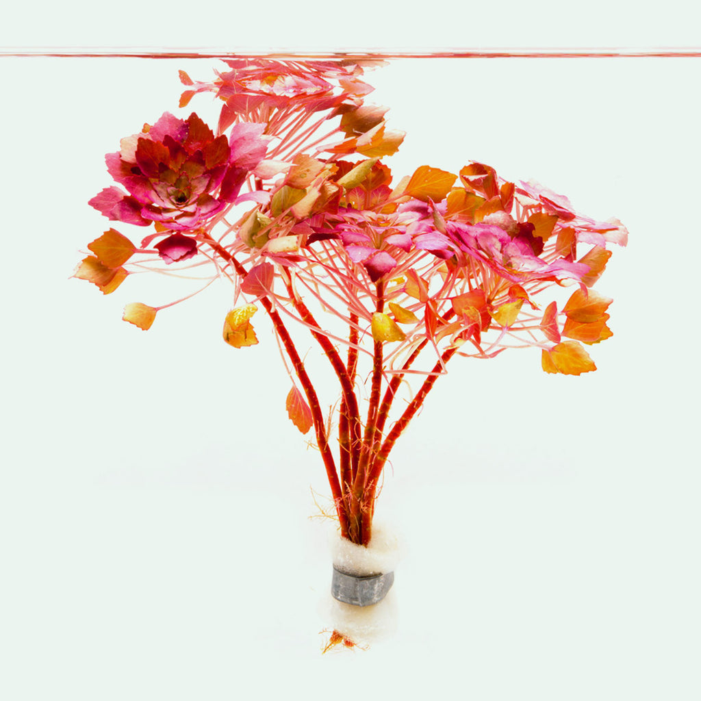 Shop Ludwigia Sedioides Aquatic Plants - Glass Aqua