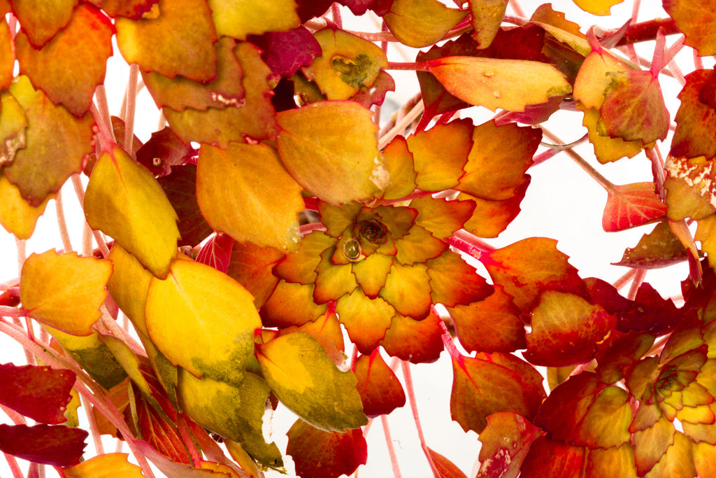 Shop Ludwigia Sedioides Aquatic Plants - Glass Aqua