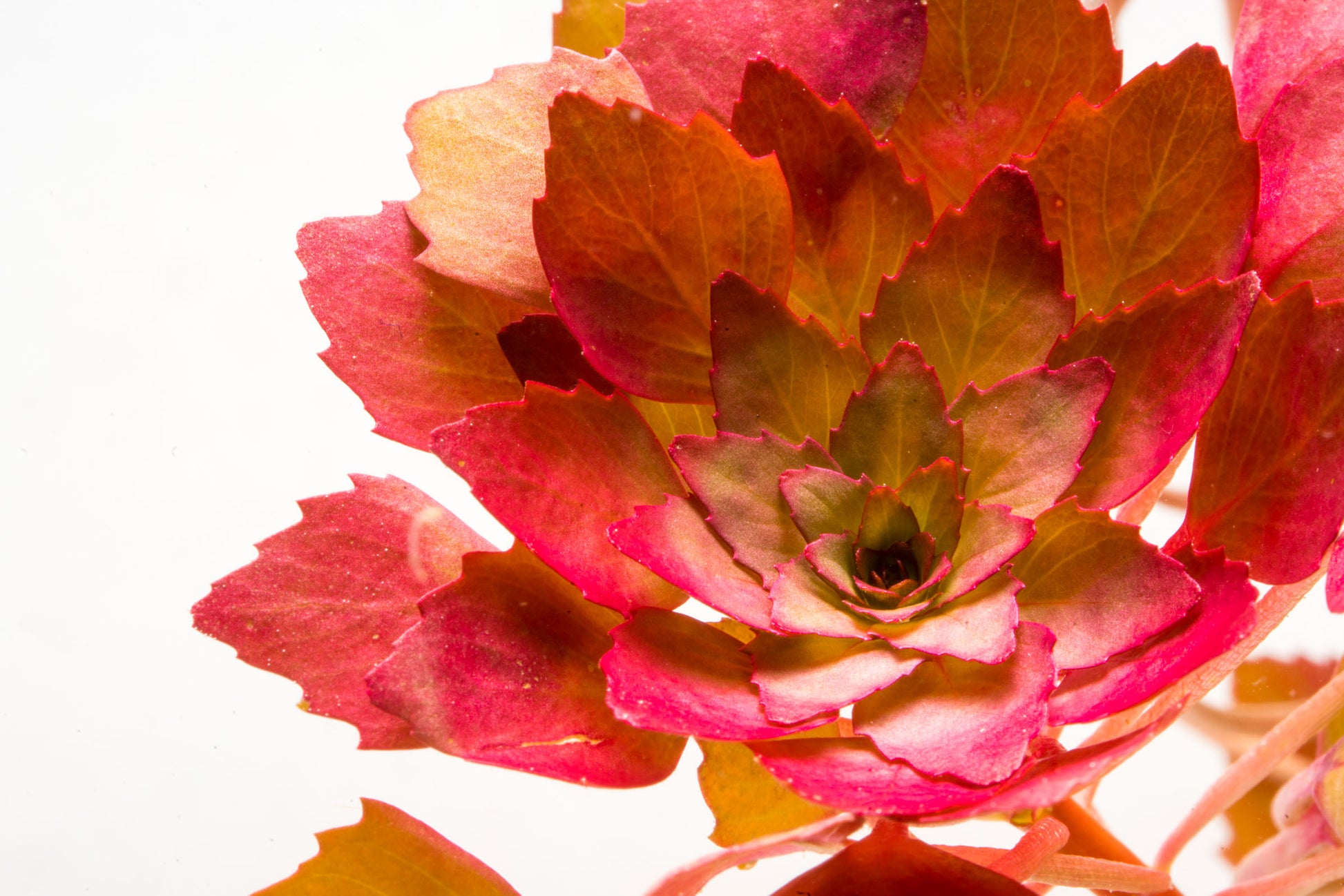 Shop Ludwigia Sedioides Aquatic Plants - Glass Aqua