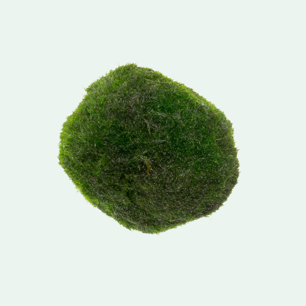 Marimo Moss Ball - Glass Aqua