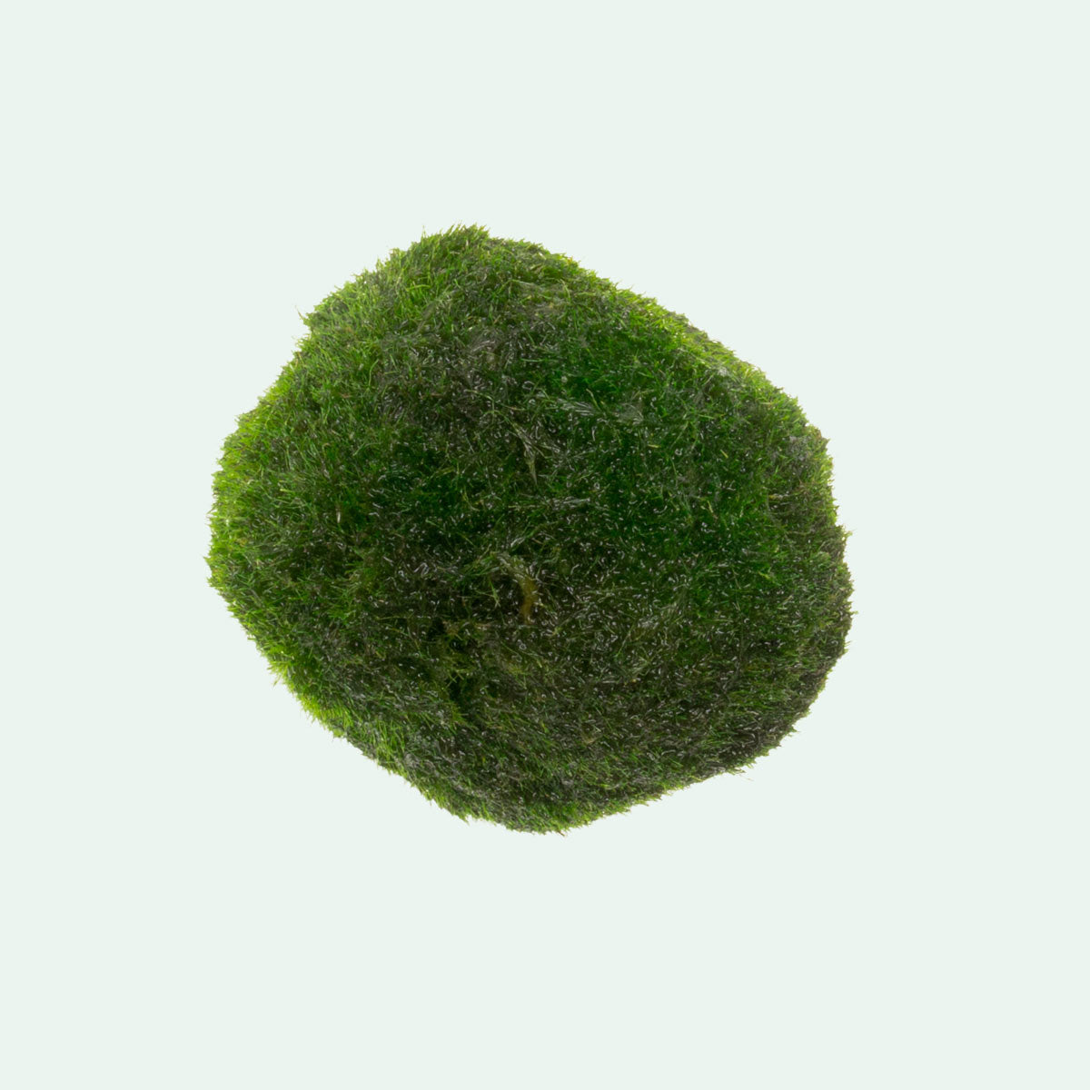 Marimo Moss Ball - Glass Aqua