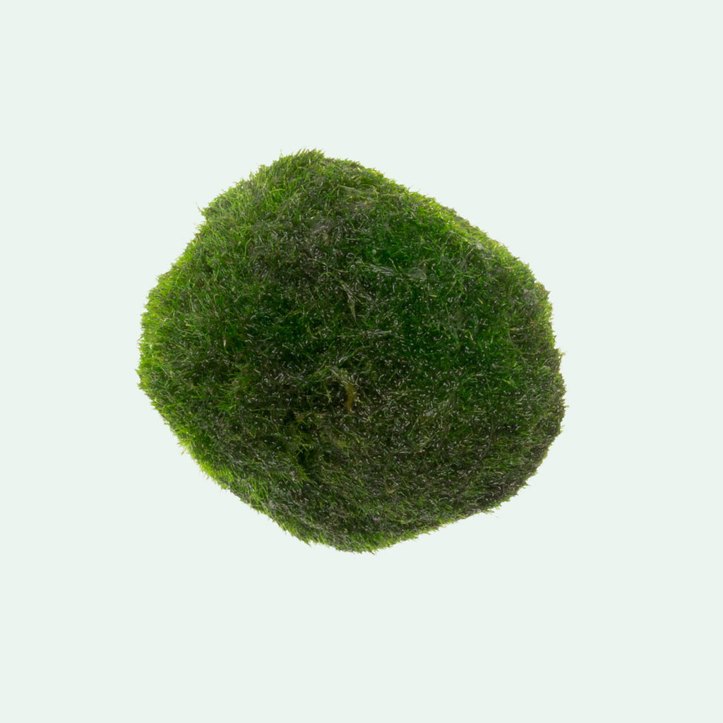 Moss Ball Aquatic Terrarium – The Plant Lady SF