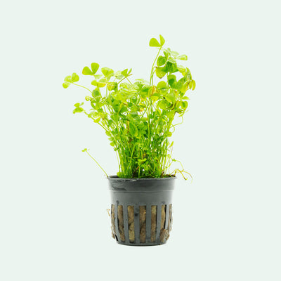 Shop Marsilea Crenata Aquatic Plants - Glass Aqua