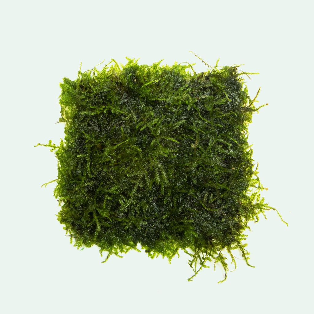 Mini Christmas Xmas Moss Easy Aquarium Moss Plant for Planted Tank