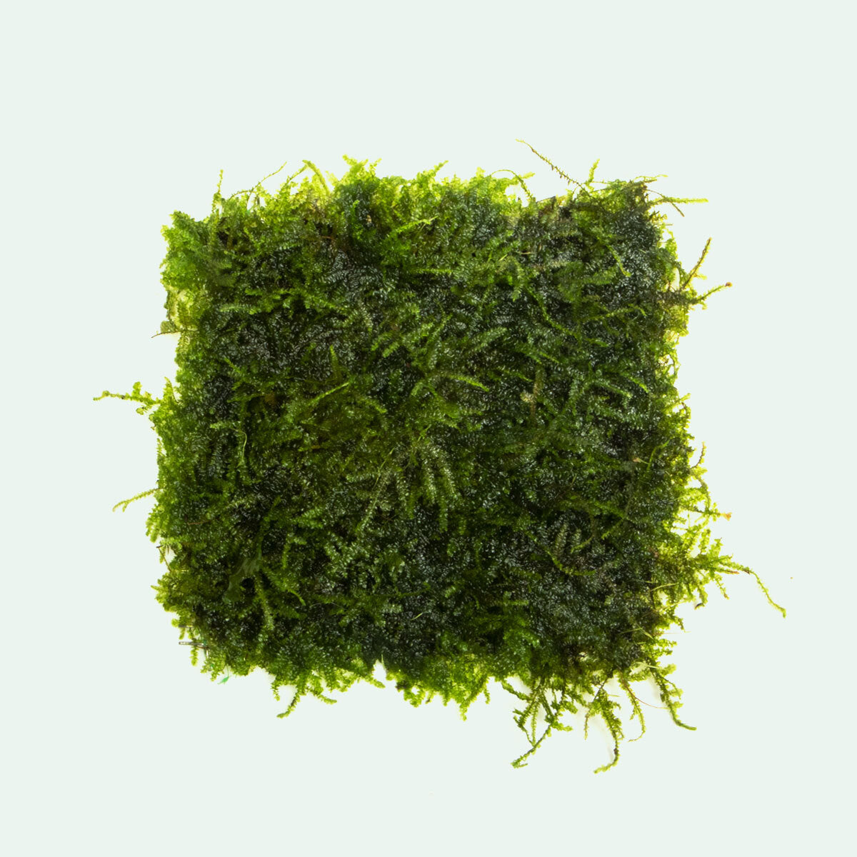 Mini Christmas Xmas Moss Easy Aquarium Moss Plant for Planted Tank