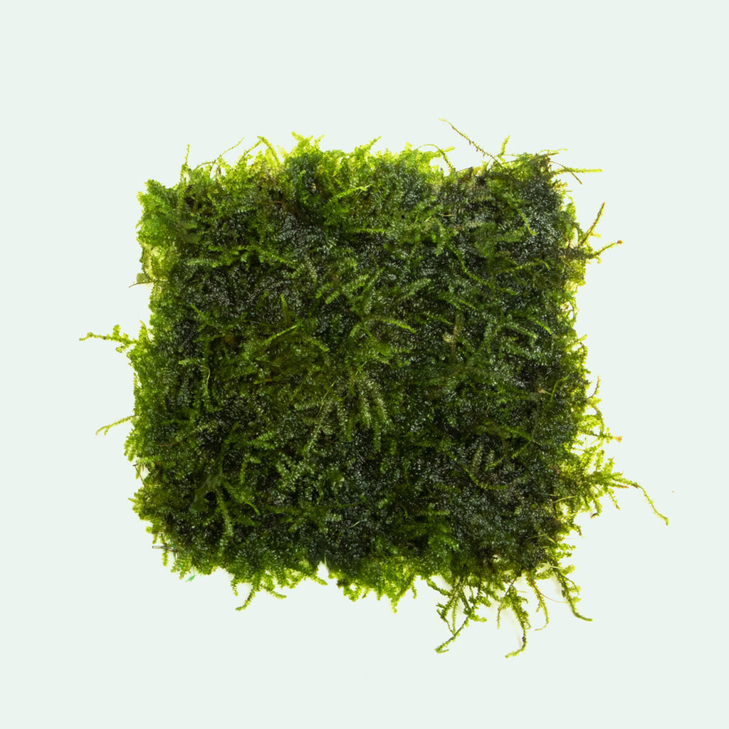 Christmas moss tub – AC Aqua Plants