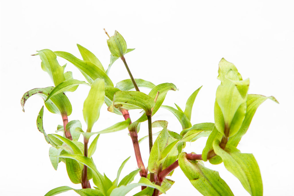 Shop Murdannia Green Aquatic Plants - Glass Aqua