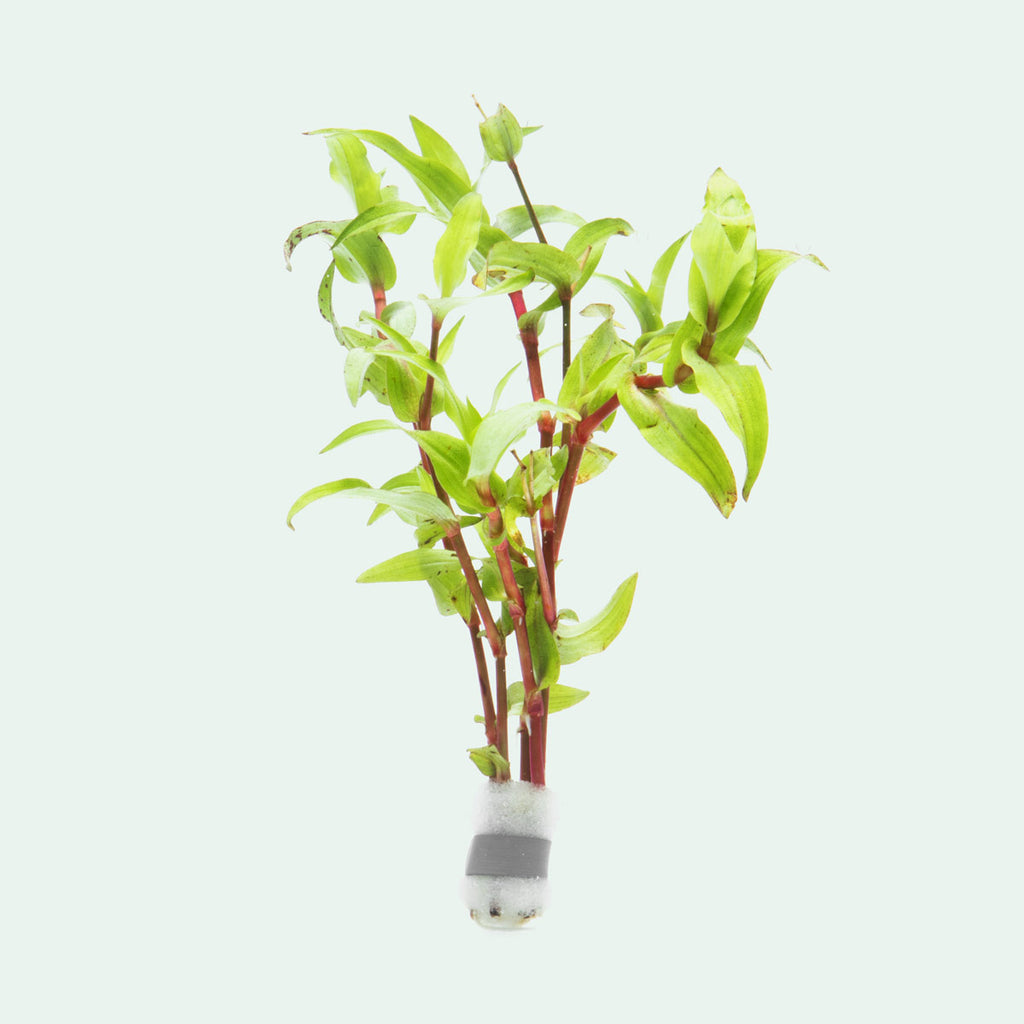 Shop Murdannia Green Aquatic Plants - Glass Aqua