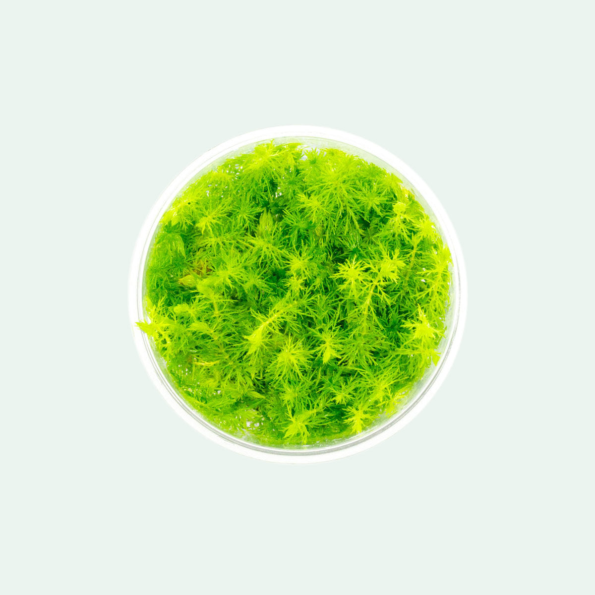 Shop Myriophyllum Elatinoides Aquatic Plants - Glass Aqua
