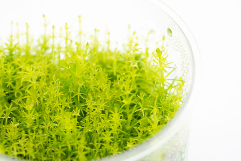 Shop Pogostemon Deccanensis Aquatic Plants - Glass Aqua