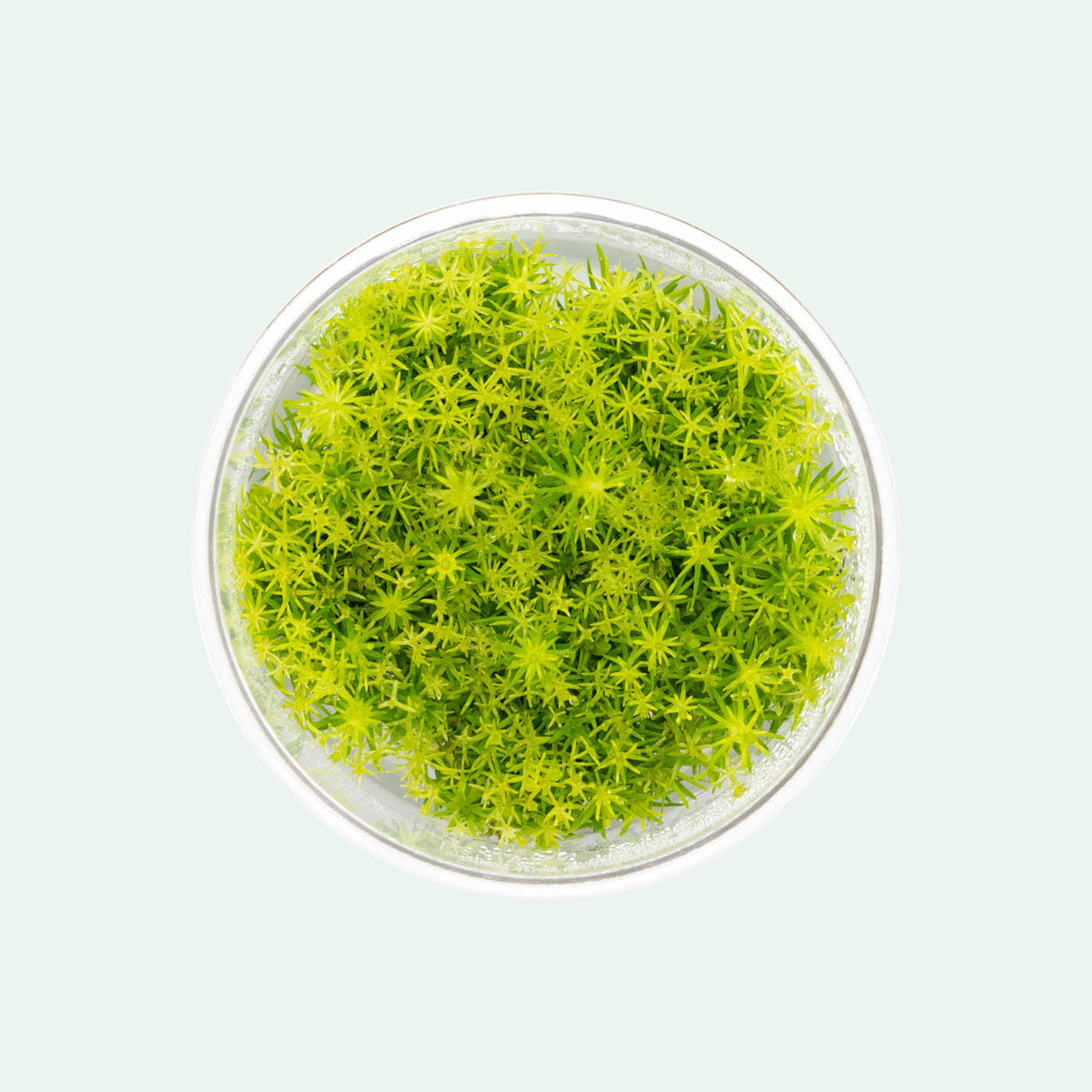 Shop Pogostemon Deccanensis Aquatic Plants - Glass Aqua