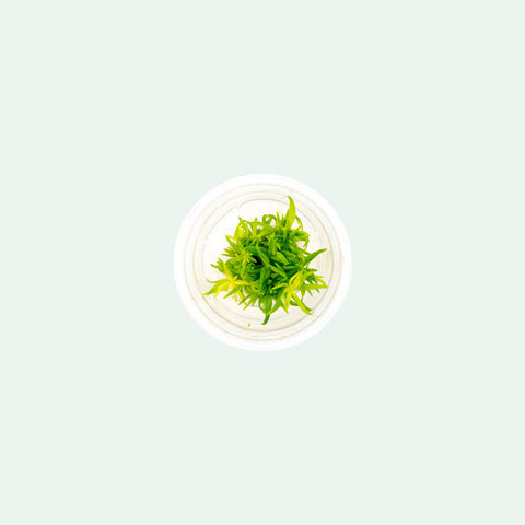 Shop Pogostemon Erectus Tissue Culture Aquatic Plants - Glass Aqua