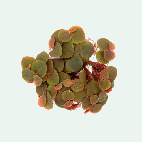 Phyllanthus Fluitans Red Root Floater - Glass Aqua