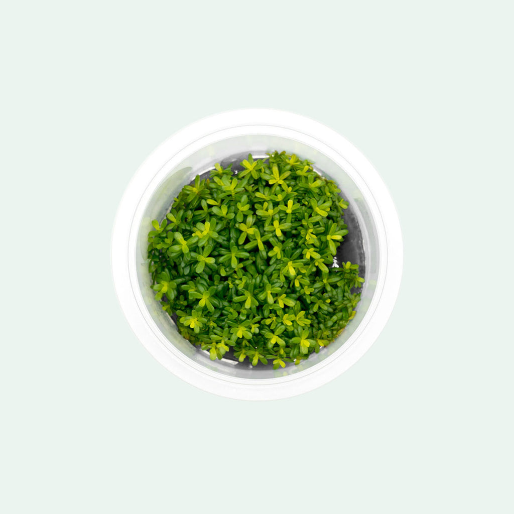 Shop Rotala Macrandra Yellow Aquatic Plants - Glass Aqua